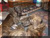 Great Dane Puppies , Great Danes for Sale , Great Dane Breeders